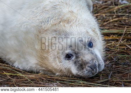 Grey Seal Pup