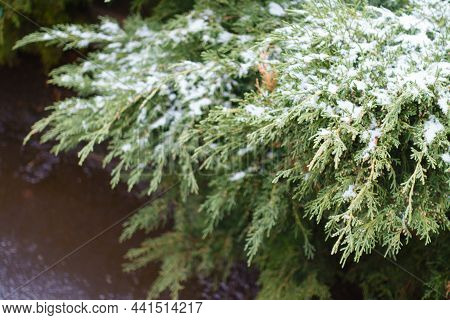 Pure White Snow On Branches Of Juniper With Immature Male Cones In Mid December