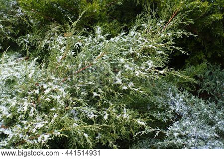 Some Snow On Branches Of Juniper With Immature Male Cones In Mid December