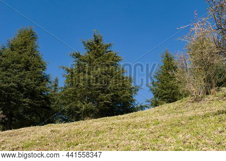Green Grass Field And Cedar Deodar Trees.