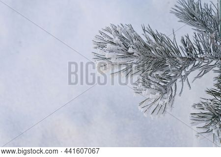 Close-up Of Spruce Or Pine Branch Covered With Hoarfrost Against A Background Of White Snow With Spa
