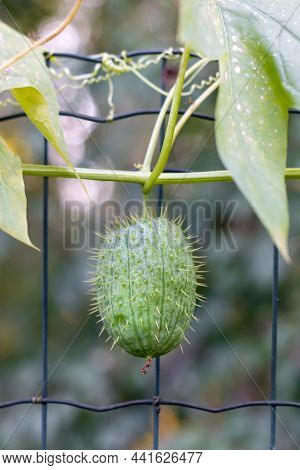 Goldencreeper Or Thladiantha Dubia In Autumn Garden. Wild Potato, Ornamental Plant Of The Cucurbitac
