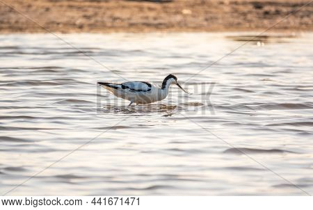 Water Bird Pied Avocet, Recurvirostra Avosetta, Feeding In The Lake. The Pied Avocet Is A Large Blac
