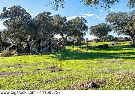 The Amazing Dehesa Extremena With Old Stone Fences At Montanchez In Extremadura Land At West Spain, 