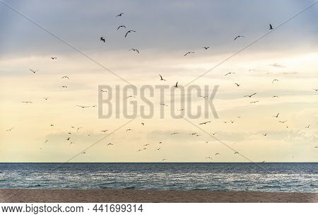 A Flock Of Birds Soar Over The Sea Against The Sky. Birds Fly Over The Sandy Beach. Birds On The Sea