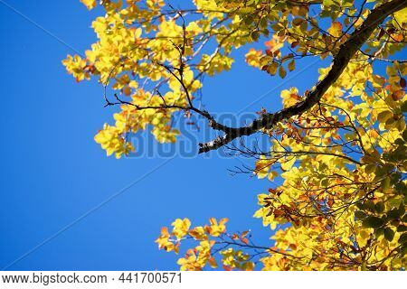 Autumn tree in Anso Valley, Huesca Province in Aragon in Spain.