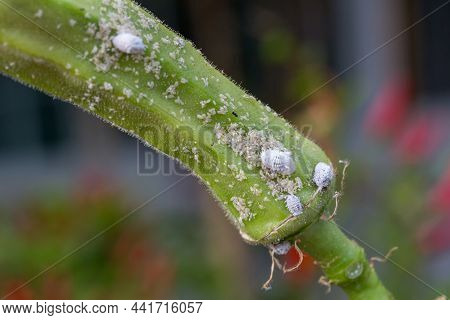 Mealybug Infestation Growth Of Plant. Macro Of Mealybug. Mealybugs On The Okra Plant.