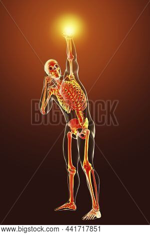 Anatomy Of Boxing Sport, 3D Illustration