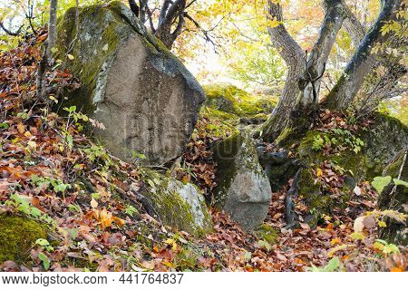 The Shore Of Maruike In Shiga Kogen, Nagano Prefecture. Moss Grows On Large Rocks. Trees Rooted Betw