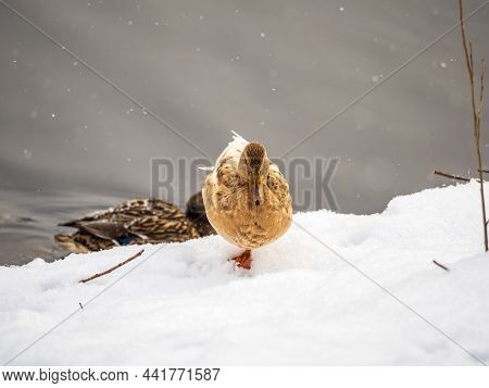 Yellow Colored Mallard Female Duck On The White Snow Background. Animal Polymorphism
