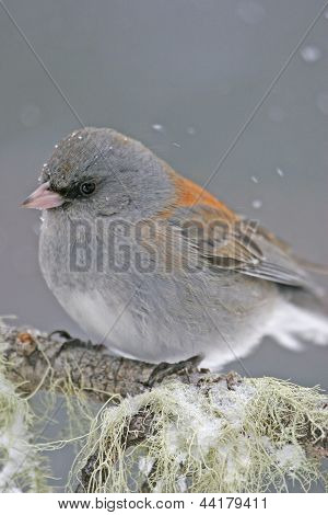 Dark-eyed Junco (junco Hyemalis)