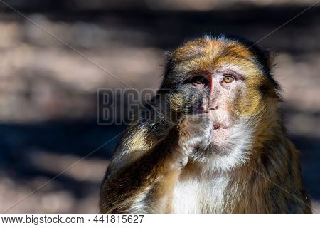 Macaque apes family living in cedar woods near Azrou in Morocco