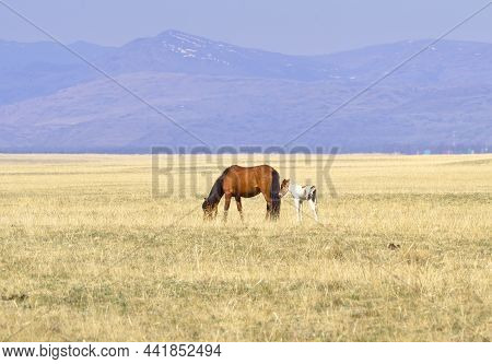 A Horse With A Foal In The Kurai Steppe. Pets Graze Among The Dry Grass In The Spring Against The Ba