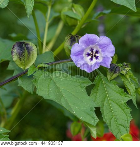 Close Up Of An Apple Of Peru (nicandra Physalodes) Flower In Bloom