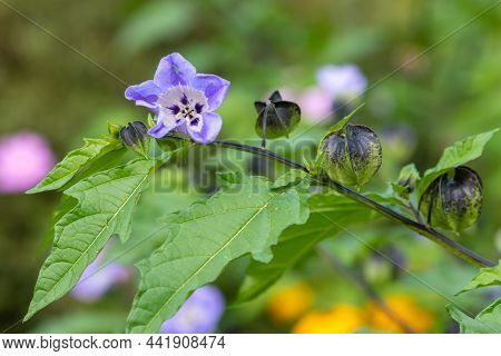Apple Of Peru (nicandra Physalodes) Flower