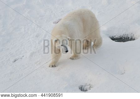 Beautiful Curious Polar Bear Walking On Snow. Ursus Maritimus