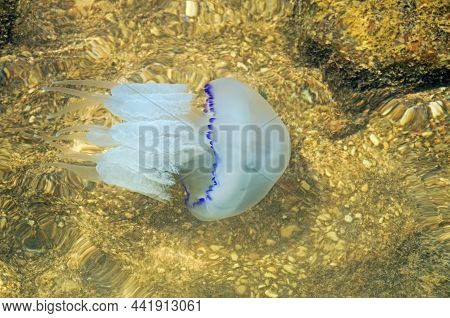 Azov Jellyfish Swimming In Its Natural Habitat - The Sea Of Azov