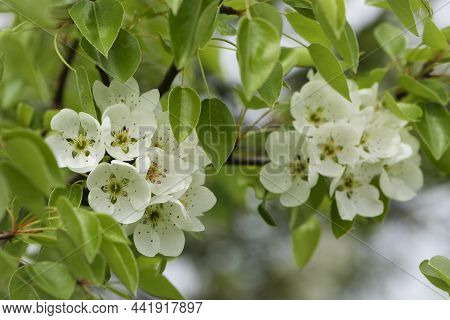 Pear Flowers. Blooming Tree In The Garden. White Delicate Flowers And Green And Young Leaves. Malina