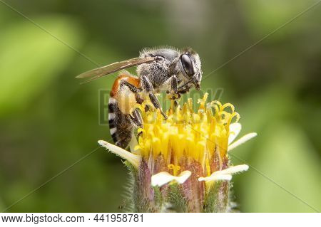 Macro Of Giant Honey Bee ( Apis Dorsata Febricius) On Yellow Flowers In The Garden With Blurred Of G