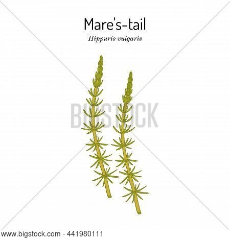 Common Mares-tail, Hippuris Vulgaris , Medicinal Plant. Hand Drawn Botanical Vector Illustration