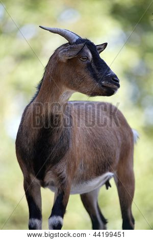 Ziege