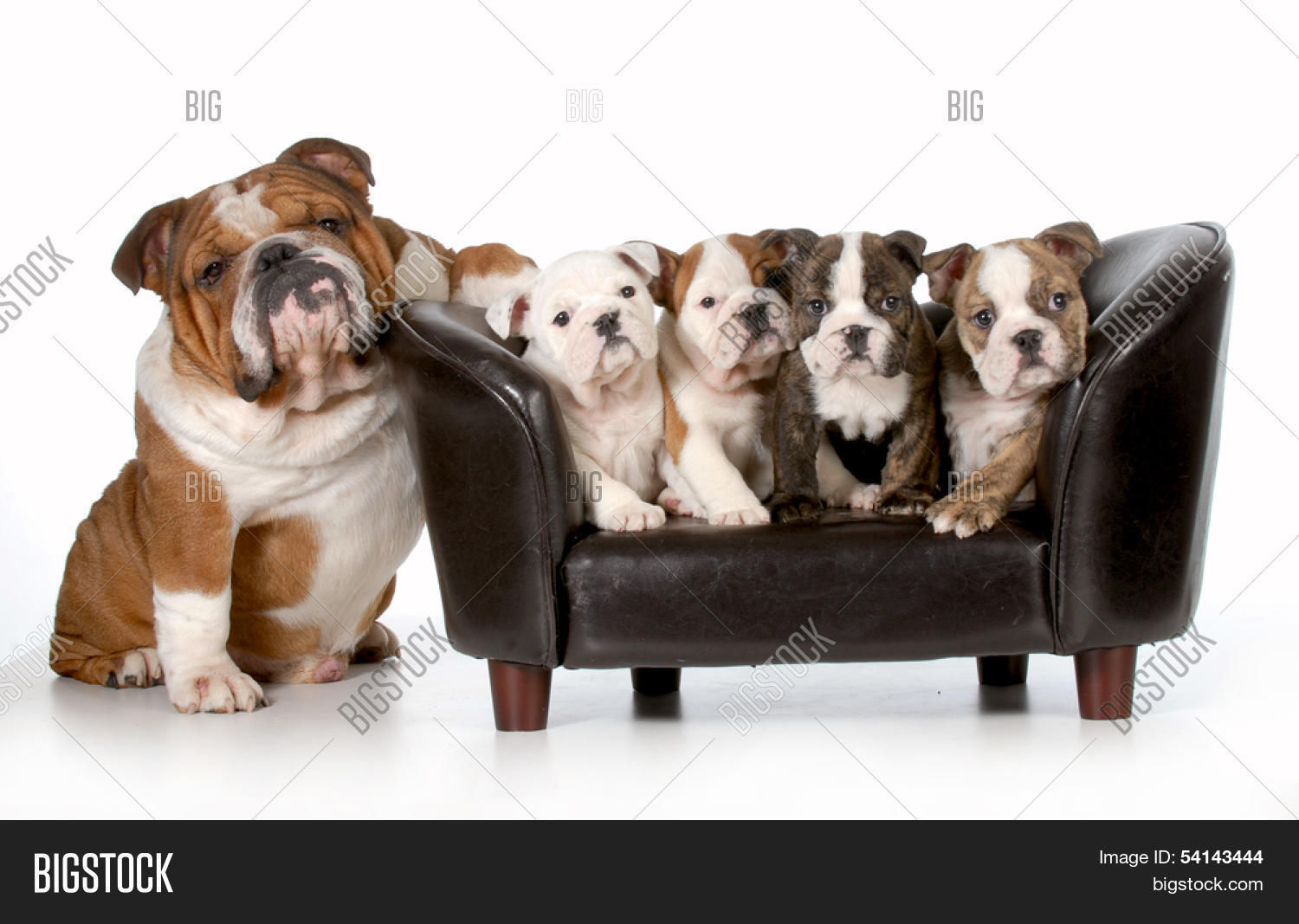 english bulldog couch