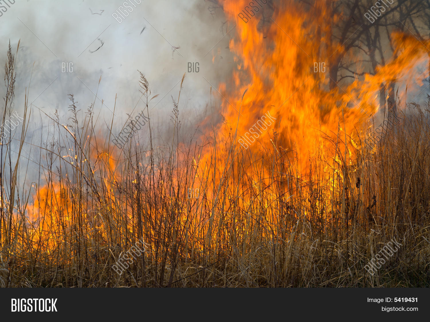 Flame Brushfire Image & Photo (Free Trial) Bigstock