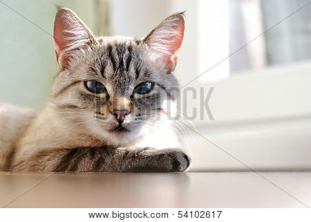 Beautiful Cat With Blue Eyes
