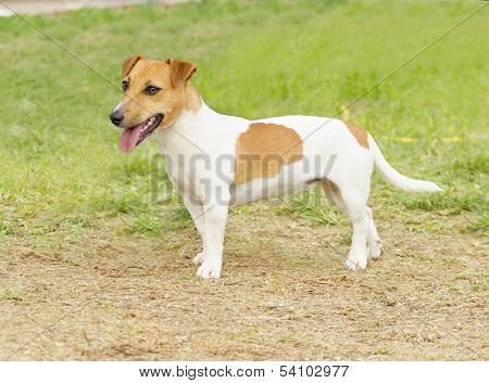 Jack Russell Terrier