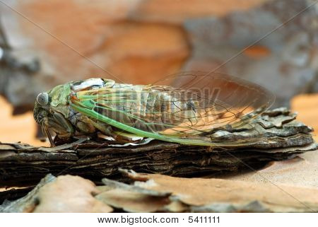 Cicala In estate
