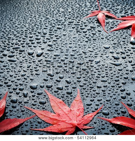 Water drops on polished black car paint with red leafs