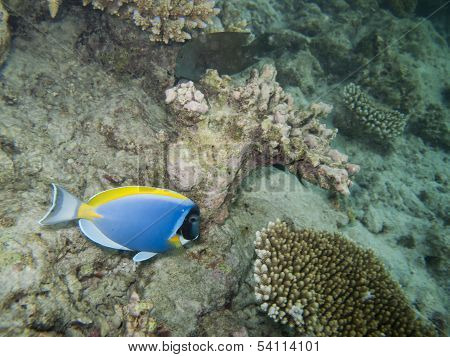 Surgeon Fish