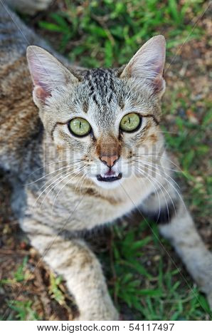 face of domestic cat