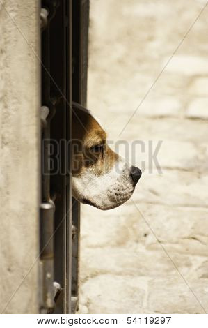 Dog Waiting For A Walk
