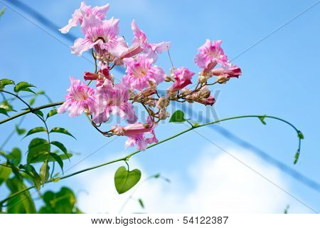 pink trompet flower