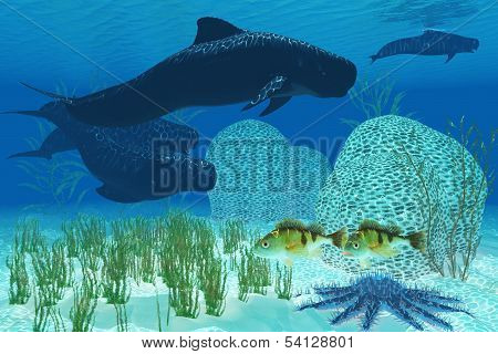Pilot Whales