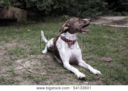 Dog
