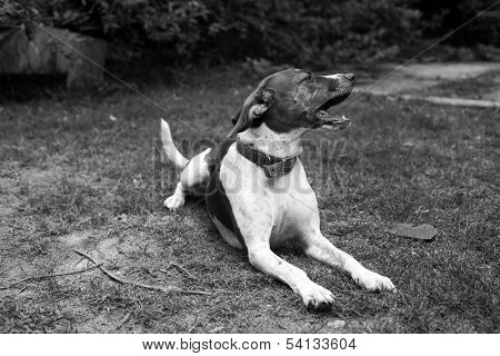 Dog