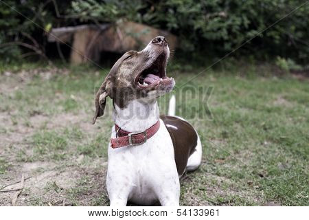 Dog
