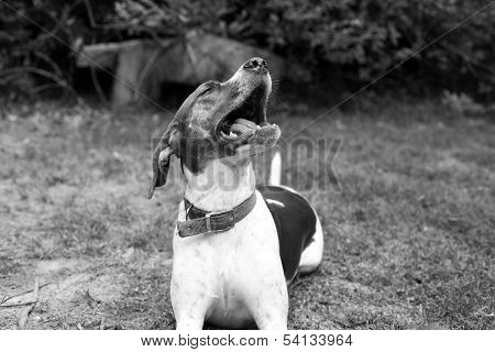 Dog