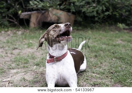Dog