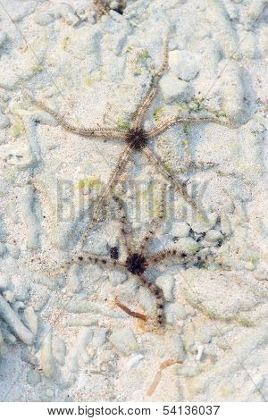Two Starfish On Sand Background
