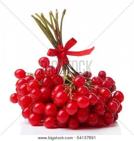 Red berries of viburnum isolated on white