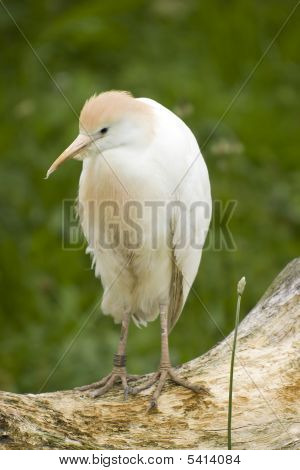 Cattle Egret