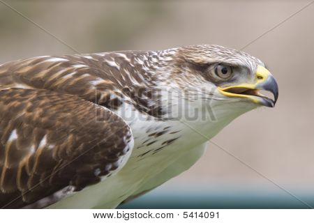 Buzzard