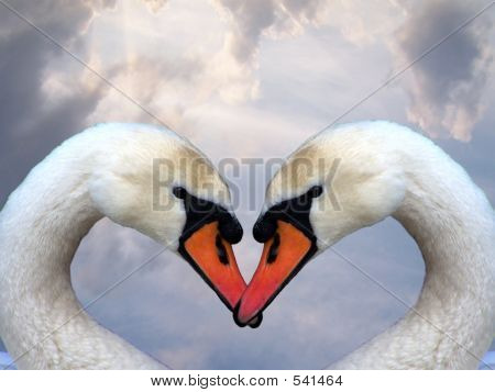 Love And Swans