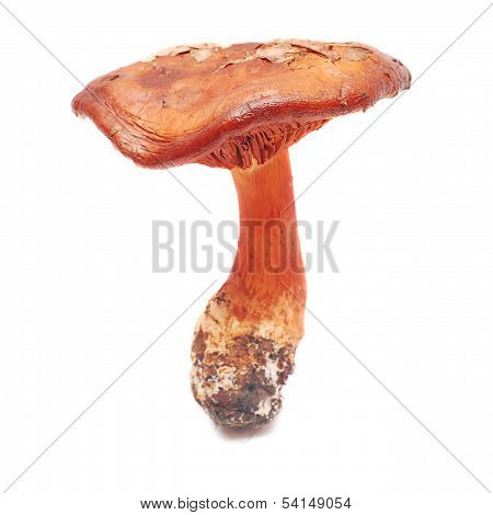 Cortinarius Orellanus