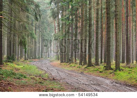 Muddy road in The Slavkovsky Forest (Slavkovsky les) Natural park in Czech Republic, Europe. 