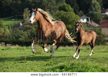 Mare With Foal Running