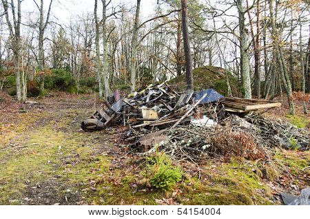 debris in the forest